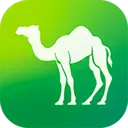 Camel Live