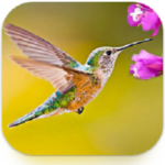 Hummingbird Game Apk